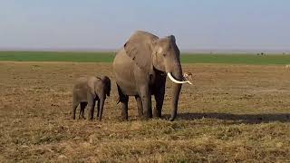 Elefantes en Amboseli