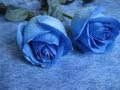EL AMOR ES AZUL, INSTRUMENTAL