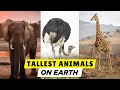 Top 10 Tallest Animals in the Wild – You Won't Believe Who's #1!