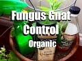 How to Control Fungus Gnats Organically // Growing Your Indoor Garden #8