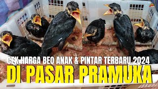 CEK HARGA BURUNG BEO ANAKAN DAN PINTAR BICARA TERBARU 2024 DI PASAR BURUNG PRAMUKA JAKARTA TIMUR