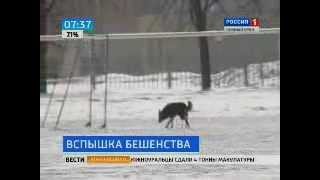 Бешеная собака покусала 21 человека Бешеная собака покусала 21 человека