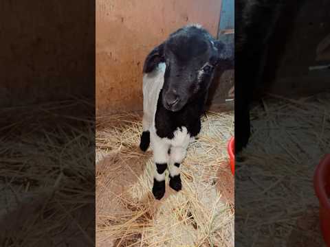 عملت عاملة باين اي اتخبط في نفوخي