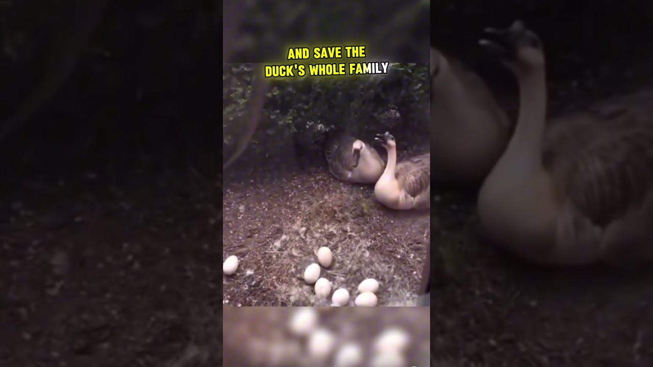 Kind Man Saves The Ducks