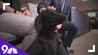 Petline9 Meet Kiera