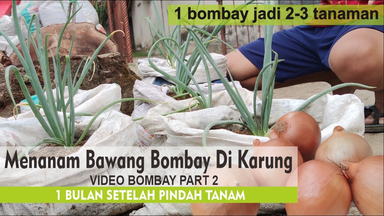 Cara Menanam Bawang Bombay Tumbuh Dengan Subur | Indonesia | Part 2