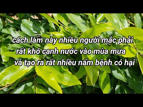 Cách xử lý tình huống này như thế nào vào mùa mưa,giúp cây mai phát triển.