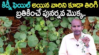 కిడ్నీ ఫెయిల్ అయిన వారిని బ్రతికించే పునర్నవ మొక్క | Tella Galijeru atikamamidi plant uses in Telugu