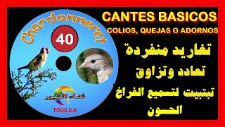 قرص من أجمل تبتبيت وتزاوق وتعادد وتغاريد منفردة  CANTES BASICOS_ COLIOS, QUEJAS O ADORNOS JILGUERO_