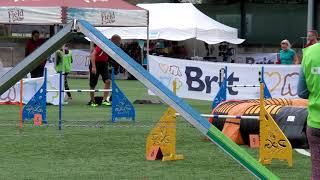 Agility Czech Championship 2017 LAST 5 runs LARGE by DogSports Cz 5 years ago 7 minutes, 38 seconds 2,620 views
