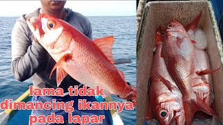 MANCING RUBY SNAPPER BABON LAGI || DI SPOT LAMA #traditionalfishing #umpanhidup  #umpanhidup