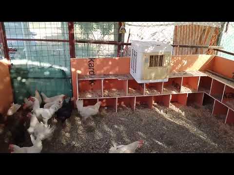 تربيه دجاج ع رمال يعني ع رمل أسود او اصفر