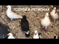 Голуби в регионах Андрей Pigeons in the regions Andrey