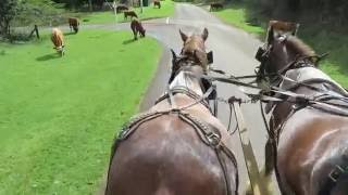 Norfolk Island ~ Culla &amp; Co. Horse &amp; Buggy Experience