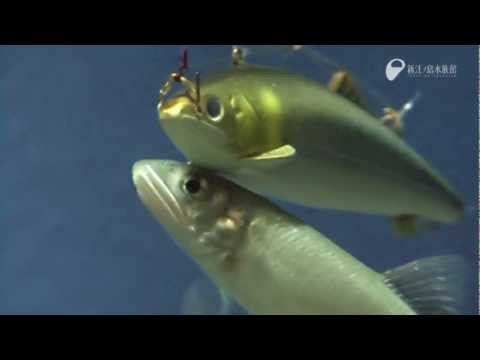 アユのアタック The Sweetfish Attacks A Sweetfish Youtube