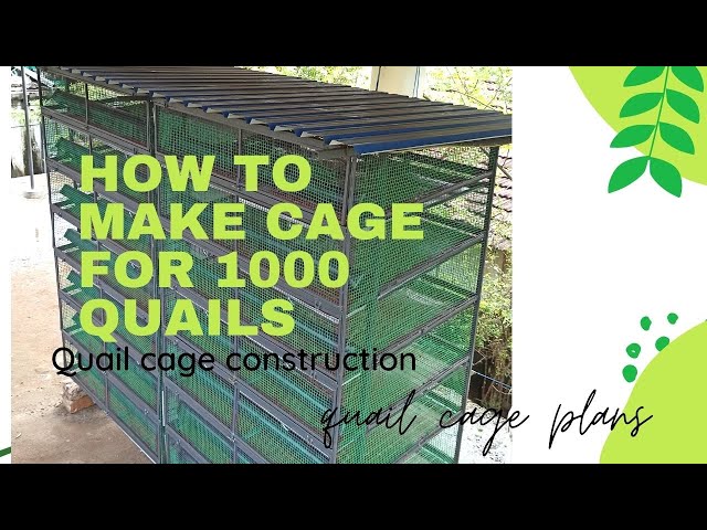 How to make cage for 1000 quails class=