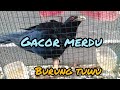 Burung tuwu gacor merdu dua bulan dapat