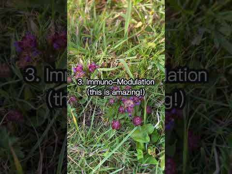 Video: Apakah prunella vulgaris tumbuh di Inggris?