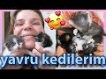 YAVRU KEDİLERİMLE TANIŞIN! 💞🐈 | Annesiz yavrulara nasıl bakılır?