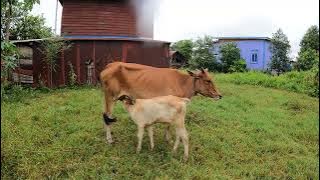 5 6097885045194758485