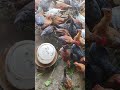 murgi form #shortvideo #desichicken #birds