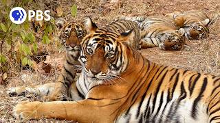 Legendary Tigers of India | Official Trailer | PBS Nature
