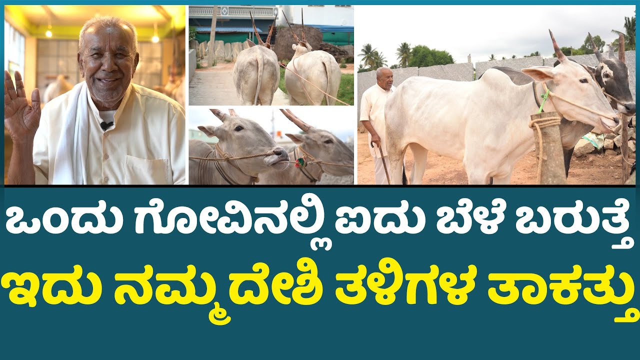 Hallikar Cow ಒಂದು ಗೋವಿನಲ್ಲಿ ಐದು ಬೆಳೆ ಬರುತ್ತೆ ಇದು ನಮ್ಮ ದೇಶಿ ತಳಿಗಳ ತಾಕತ್ತು I Krushi Suddi