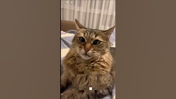 Purr-fectly❤️ Crooked Catastrophe🐈 The Adventures of Winky Whiskers!🤣🤣 #shorts #funny #animals