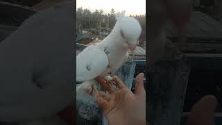 #hand tame kabutar #pigeon#bird#youtube#short#video