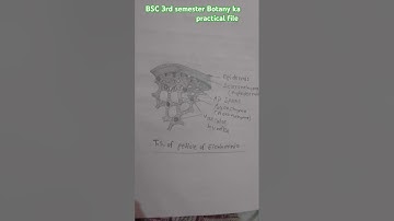 BSC 3rd semester Botany ka practical file