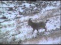 Козерог- сибирский горный козёл