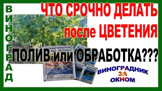 🍇  Что срочно нужно сделать после цветения винограда. Другие работы пусть подождут.