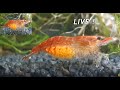✨ Garnelen Geburt  - sie schlüpfen LIVE ! 🐟 Aquarium