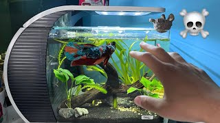 ho DOVUTO comprare un NUOVO BETTA! + nuovo recinto per le tartarughe