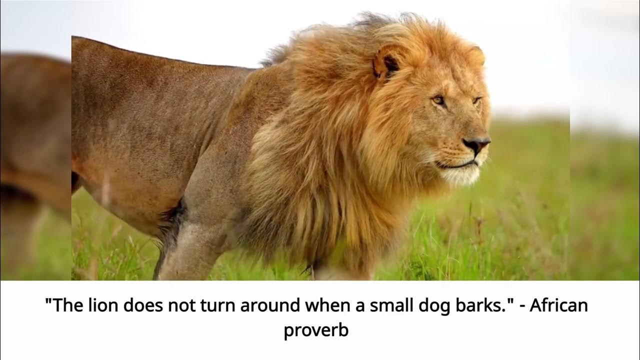  the lion does not turn around when a small dog barks african