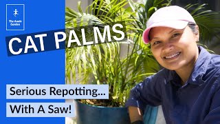 Repotting And Separating A Cat Palm