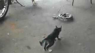Cute CAT jumping over Python