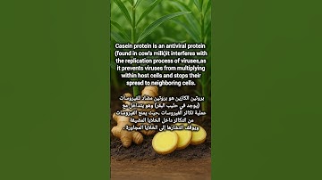 تلاوة من سورة الإنسان بصوت الشيخ محمد اللحيدان. الزنجبيل مضاد للفيروسات antiviral drug (Ginger)