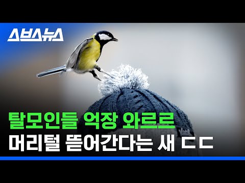 뽑다 뽑다 머리털까지 몰래 훔쳐간다는 조류계의 장발장 / 스브스뉴스