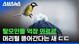 뽑다 뽑다 머리털까지 몰래 훔쳐간다는 조류계의 장발장 / 스브스뉴스 screenshot 1