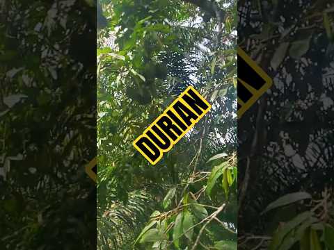 Durian 💥 Hari ini Minggu 17 mei 2026 #fyp #viral #populer #trending #ferdymotovlog