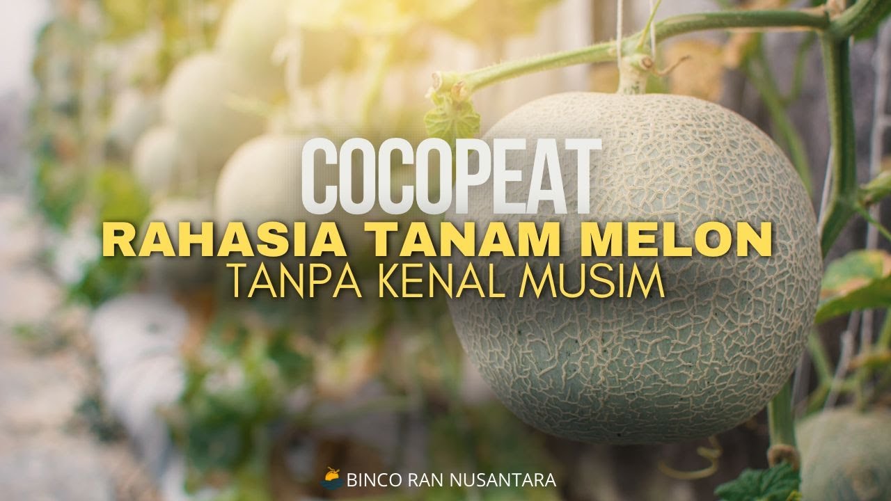 Cocopeat !! rahasia tanam melon di green house tanpa kenal musim !!