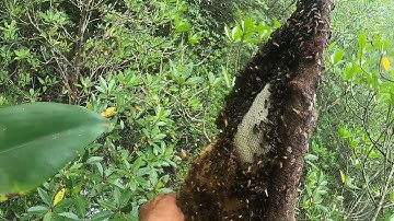 Quẹo Cần Giờ Tập 44: Vào Rừng Bắt Ốc Len Gặp Tổ Ong Mật | Tranh Thủ Bắt Kẻo Trời Mưa