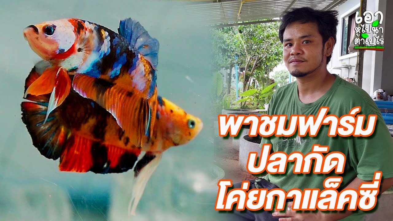 EP.16 พาชมฟาร์มปลากัดโค่ยกาแล็คซี่ 