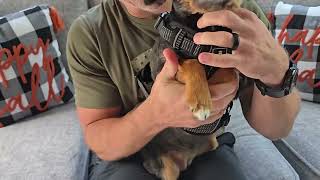 Emperor Pets No Pull Dog Harness for Large Dogs – Soft Padded Reflective Oxford Vest Review screenshot 3