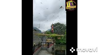 नेपाल मा छिर्यो सलह किरा / salah kira/grasshoppers/locusts attack in nepal/locust in nepal/insects