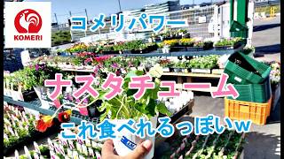 ガーデニングDIY】コメリでナスタチュームこれ食べれるっぽい - YouTube