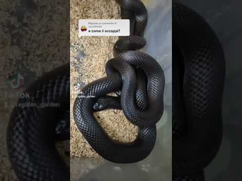 Video: Nido di serpente. Come vivono e depongono le uova i serpenti?