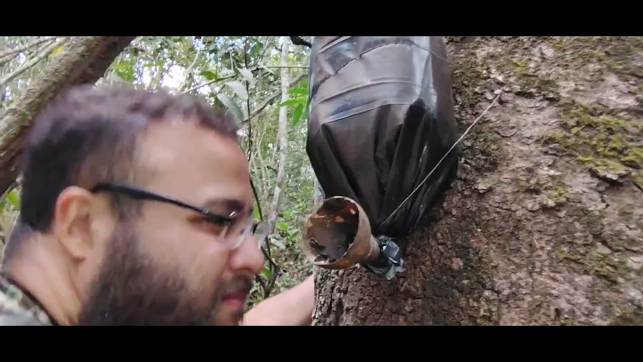 Genteeee surpresa nas conferência de iscas borá uruçu amarela rufiventres benjoi canudo 