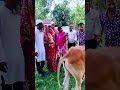 পর পর পাঁচ জামাই ছেড়ে দেওয়ায় দোষ কাটানোর জন্য গরুর সাথে বিয়ে দেওয়া হলো তরুনীর। এলাকায় চাঞ্চল্য তৈরি